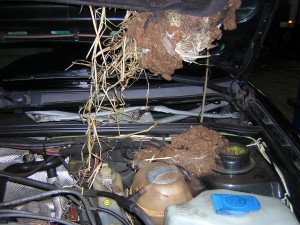 Auto Repair Redmond - Rodent nest